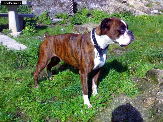 Foto del perro Maysa