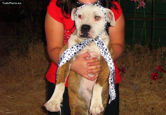 Foto del perro Whisky