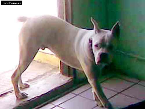 La foto del perro Guero Foto del perro Guero