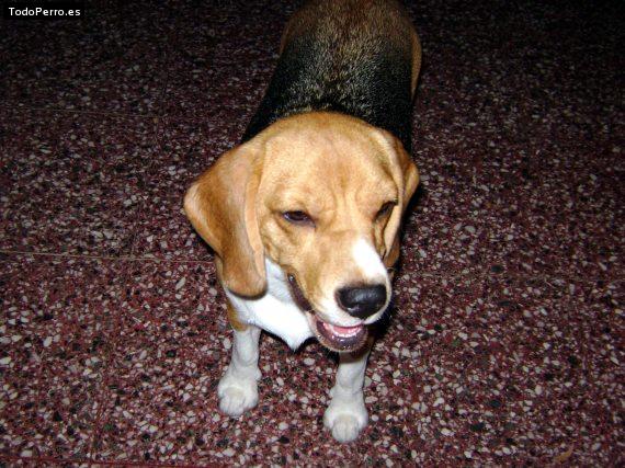 Foto del perro Malvina