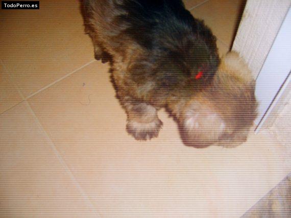 La foto del perro Coketa Foto del perro Coketa