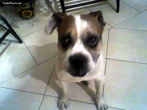 La foto del perro Chans Foto del perro Chans