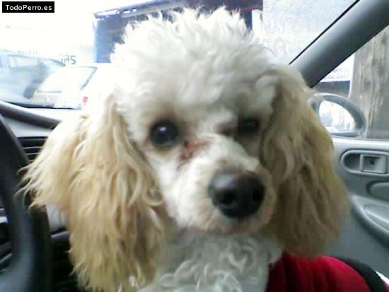 Foto del perro Maiza