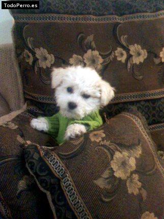 Foto del perro Robin