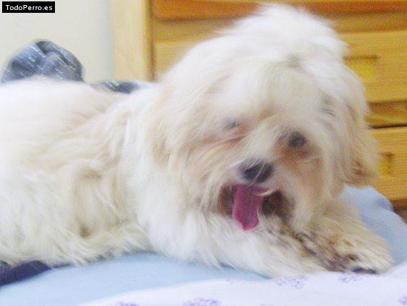 Foto del perro Maiky