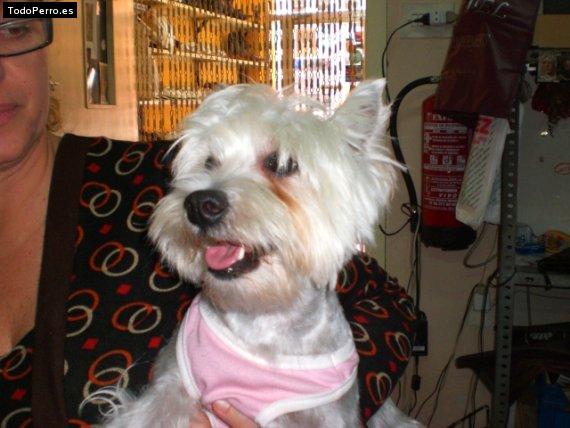 Foto del perro Noa