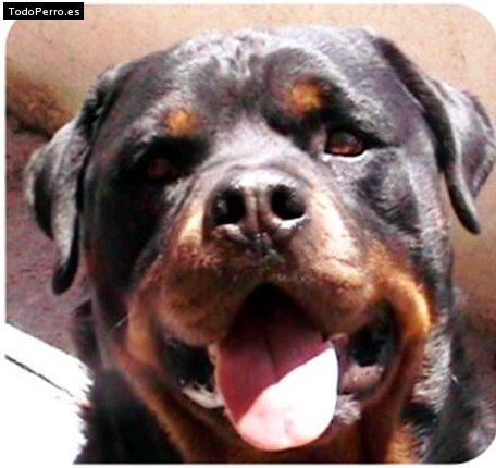 La foto del perro Connan Foto del perro Connan