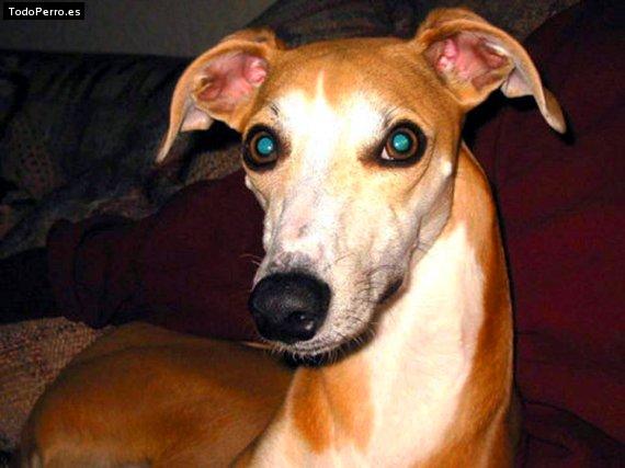 La foto del perro Cairo Foto del perro Cairo