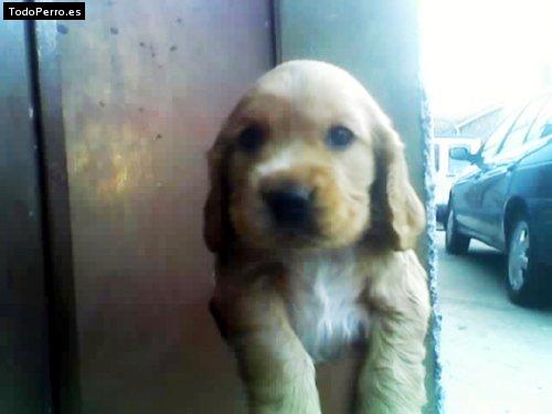 Foto del perro Jana