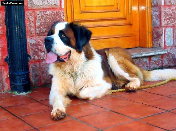 Foto del perro Urko