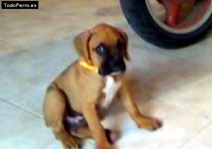 Foto del perro Camila cristell