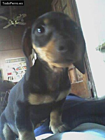 Foto del perro Coffee