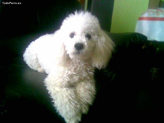 La foto del perro Carusso Foto del perro Carusso