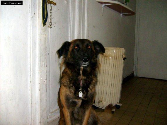 Foto del perro Moiru