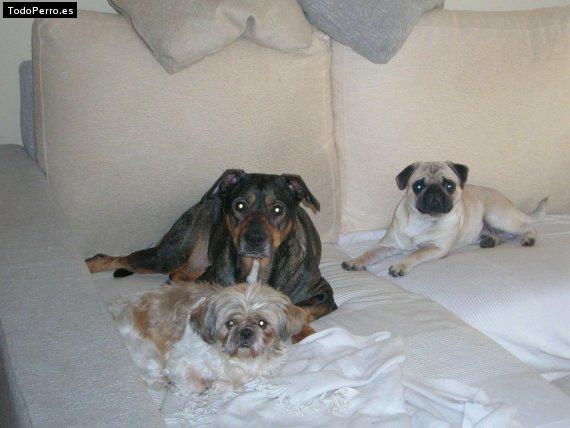 Foto del perro Sena, maya y harlem