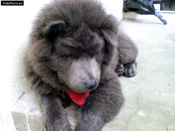 La foto del perro Choby Foto del perro Choby