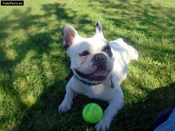 La foto del perro Kenzo Foto del perro Kenzo