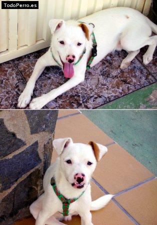 Foto del perro Chiki