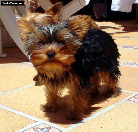 La foto del perro Cora Foto del perro Cora