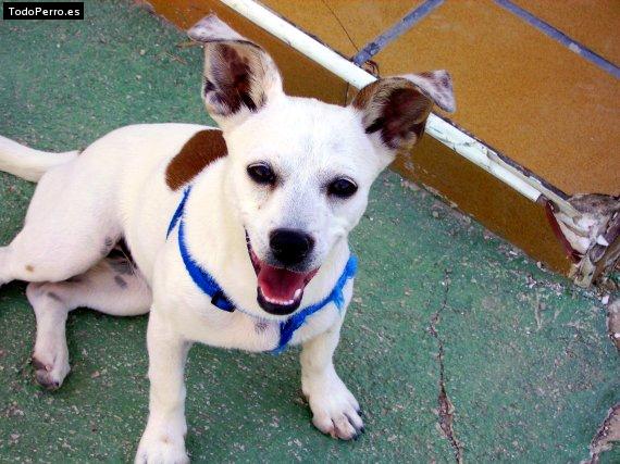 Foto del perro Clara