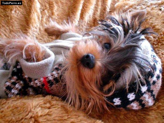 La foto del perro Piti Foto del perro Piti