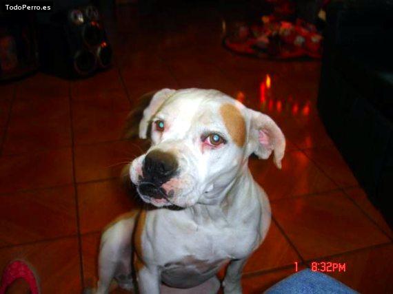 Foto del perro Manchas