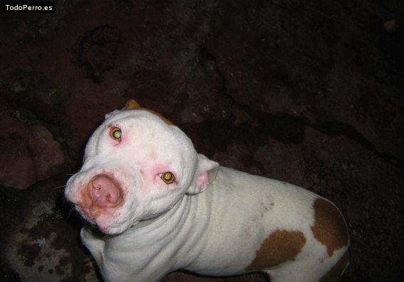 Foto del perro Cote