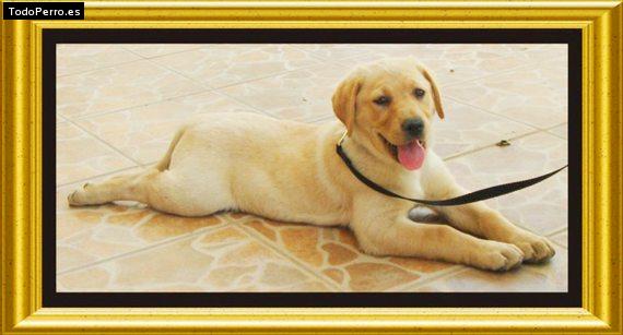 La foto del perro Ginger Foto del perro Ginger