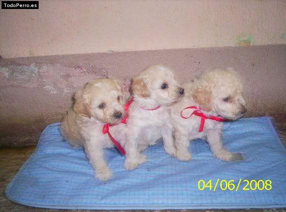 La foto del perro Canelita, muñeca y bebé oso Foto del perro Canelita, muñeca y bebé oso
