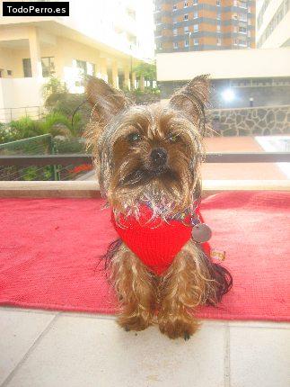 La foto del perro Lolin Foto del perro Lolin