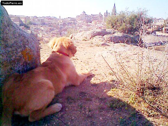 Foto del perro Pancho