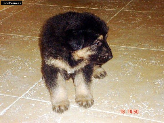 La foto del perro Kyra Foto del perro Kyra