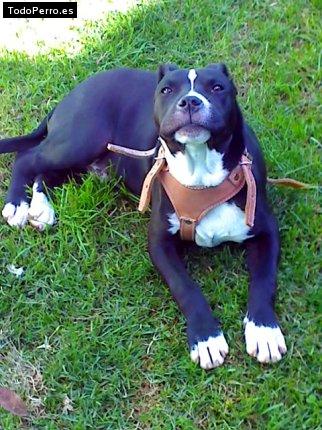 Foto del perro Taizon