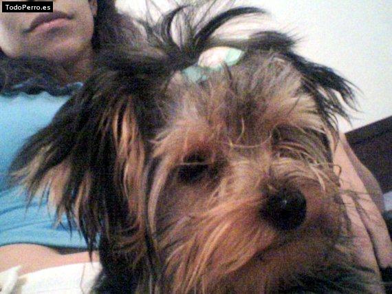 La foto del perro Iris Foto del perro Iris