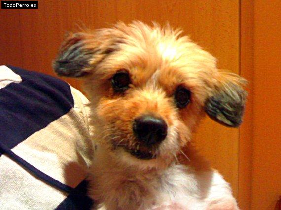 Foto del perro Sally