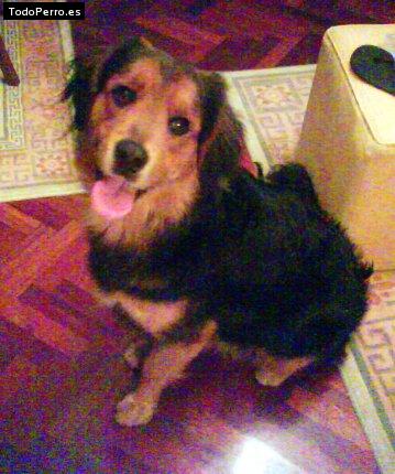 La foto del perro Coqui Foto del perro Coqui