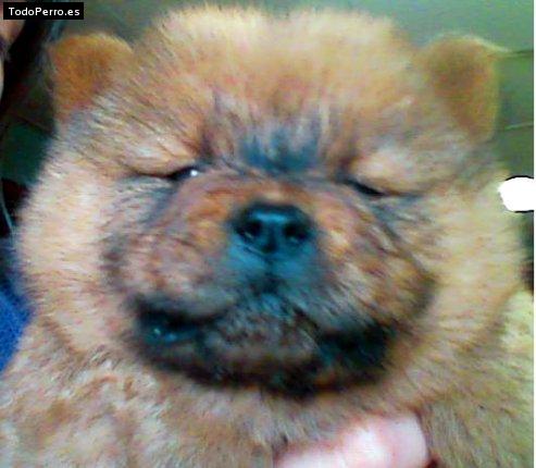 La foto del perro Pucca Foto del perro Pucca