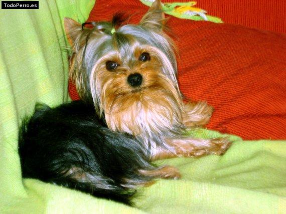 La foto del perro Rocko Foto del perro Rocko