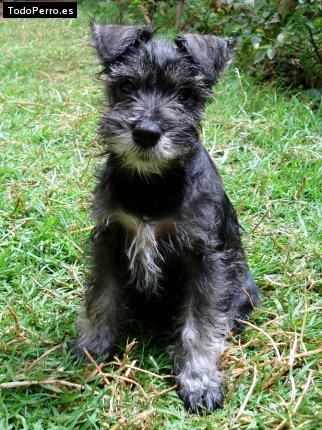 La foto del perro Charlotte Foto del perro Charlotte