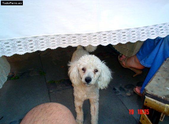 La foto del perro Cuco Foto del perro Cuco