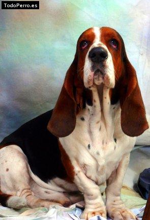 La foto del perro Lukas Foto del perro Lukas