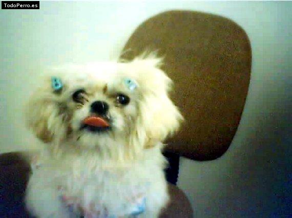 La foto del perro