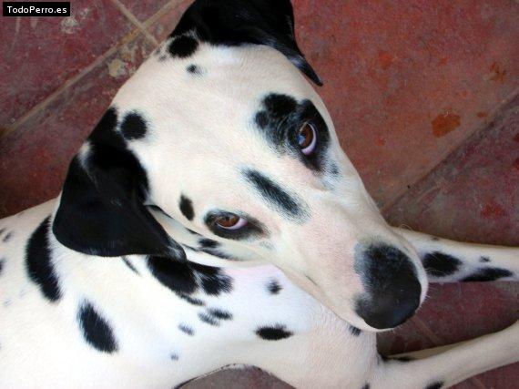 Foto del perro Nora