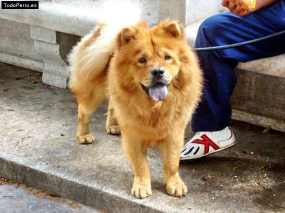 La foto del perro Isis Foto del perro Isis