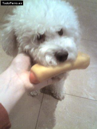 Foto del perro Michel