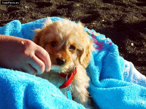 La foto del perro Cuky Foto del perro Cuky