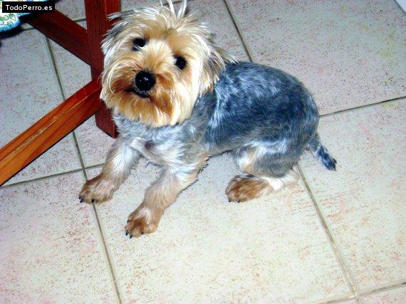 La foto del perro Mimo Foto del perro Mimo