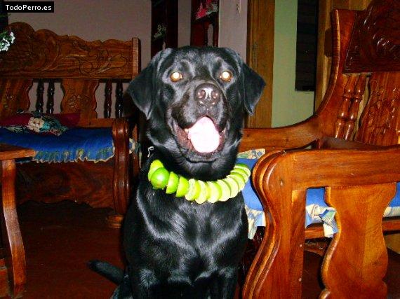 La foto del perro Chester Foto del perro Chester