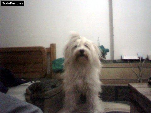 La foto del perro Colimocha Foto del perro Colimocha