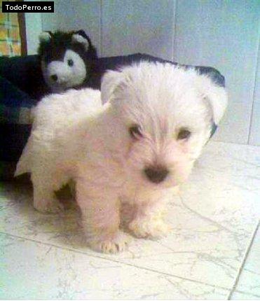 Foto del perro Niño